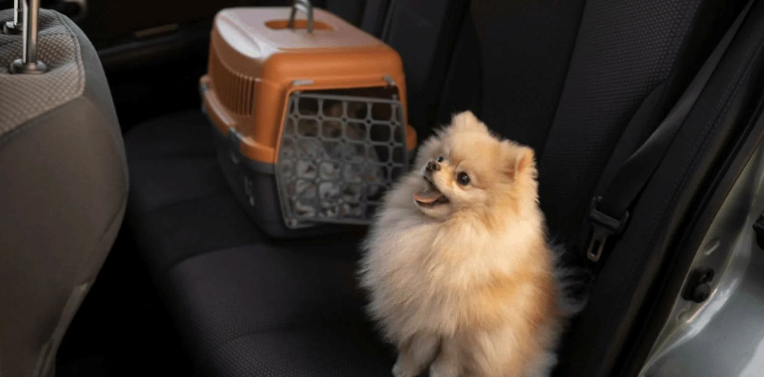 Pet Đi Xe chia sẻ cách gửi chó cưng đi xa an toàn nhanh chóng