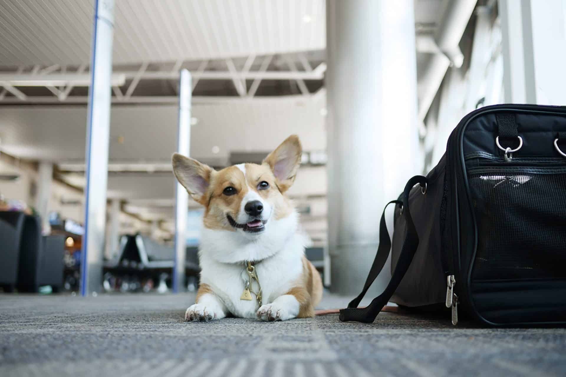 Pet Đi Xe chia sẻ cách gửi chó cưng đi xa an toàn nhanh chóng